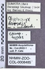 Etikette zu Glyphonyx dorsalis (NHMW-ZOO-COL-0008485)